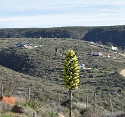 Puya chilensis y un pequeño visitante, piocaflor chico o Sephanoides sephaniodes