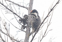 Carpinterito (Veniliornis lignarius)