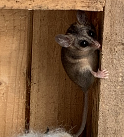 Monito del monte (Dromiciops gliroides)