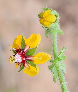 Ortiga caballuna (Loasa Tricolor)